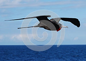 Magnificent Frigate Bird in flight photo