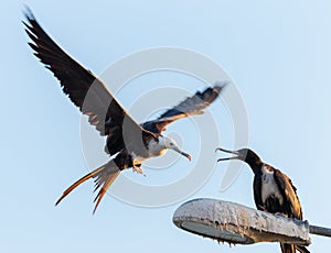 Magnificent frigate bird in flight