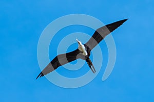 Magnificent Frigate bird flying in the sky. Fregata magnificens are a family of seabirds called Fregatidae.