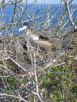 Magnificent Frigate Female in breeding season sitting on a nest.  A Galapagos Islands, Ecuador bird.