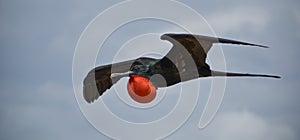 Magnificent Frigatebird photo