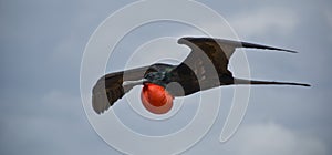 Magnificent Frigatebird