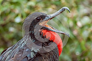 Magnificent Frigatebird Agape