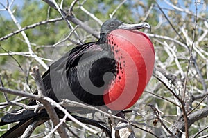 Magnificent frigatebird balloon display, Galapagos photo