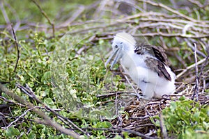 Magnificent Frigatebird Chick 832269