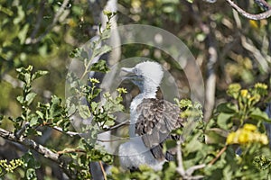 Magnificent frigatebird chick, Fregata magnificens, is a big black seabird with a characteristic red gular sac. photo