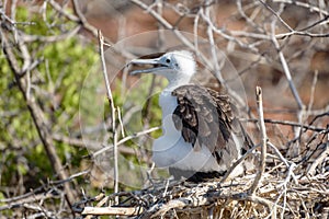 Magnificent Frigatebird chick in nest Fregata magnificens, North Seymour, Galapagos Island, Ecuador, South America