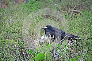 Magnificent Frigatebird female and her chick