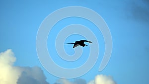 Magnificent frigatebird in flight photo