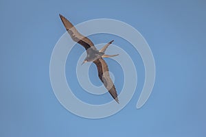 Magnificent Frigatebird flying - Fernando de Noronha, Pernambuco, Brazil photo