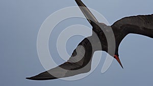 Magnificent frigatebird, Fregata magnificens, a big black sea bird with a characteristic red gular sac, Frigate bird soaring in