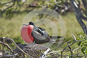 Magnificent frigatebird, Fregata magnificens, is a big black seabird.