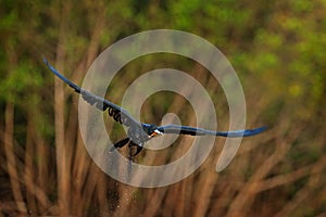 Magnificent frigatebird, Fregata magnificens, flying bird in green vegetation. Tropical sea bird from Costa Rica coast. Wildlife