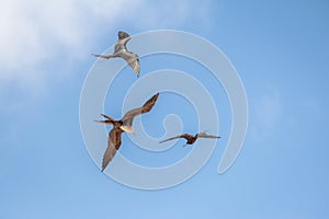 Magnificent Frigatebird flying - Fernando de Noronha, Pernambuco, Brazil photo