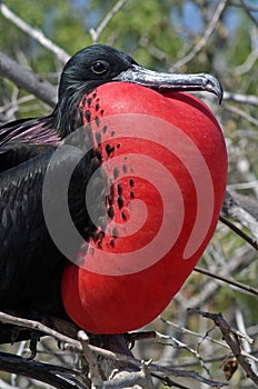 Magnificent frigatebird, Galapagos