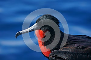 Magnificent Frigatebird in the Galapagos photo