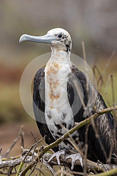 Magnificent Frigatebird in Galapagos Islands