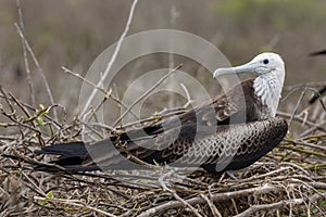 Magnificent Frigatebird in Galapagos Islands