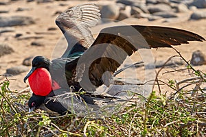 Magnificent frigatebird north seymour island Galapagos Ecuador