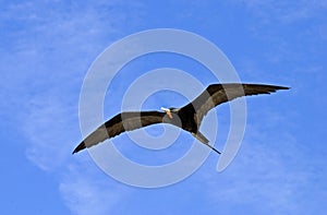 Magnificent frigatebird sailing in the sky photo