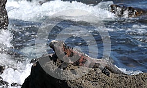 Magnificent Galapagos marine iguana