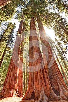 Magnificent giant sequoia trees, sequoia national park, california