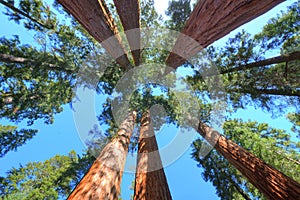 Magnifico gigante sequoie alberi sequoie, Stati Uniti d'America. simile sequoie 