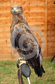 A magnificent golden eagle raptor