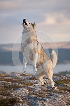 A magnificent gray Siberian husky jumping for a treat on a rock