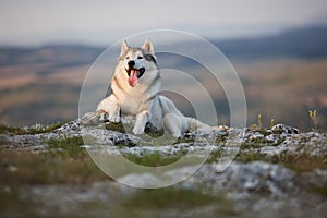 The magnificent gray Siberian Husky lies on a rock in the Crimea