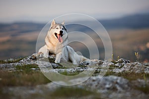 The magnificent gray Siberian Husky lies on a rock in the Crimea