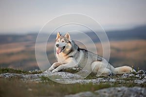 The magnificent gray Siberian Husky lies on a rock in the Crimea