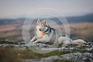 The magnificent gray Siberian Husky lies on a rock in the Crimea