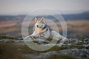 The magnificent gray Siberian Husky lies on a rock in the Crimea