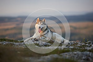 The magnificent gray Siberian Husky lies on a rock in the Crimea