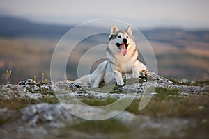 The magnificent gray Siberian Husky lies on a rock in the Crimean mountains against the backdrop of the forest and mountains. A do