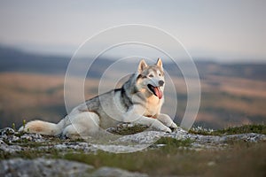 The magnificent gray Siberian Husky lies on a rock in the Crimean mountains against the backdrop of the forest and mountains. A do