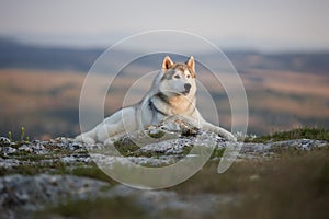 The magnificent gray Siberian Husky lies on a rock in the Crimean mountains against the backdrop of the forest and mountains. A do