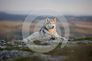 The magnificent gray Siberian Husky lies on a rock in the Crimean mountains against the backdrop of the forest and mountains. A do