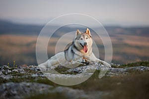 The magnificent gray Siberian Husky lies on a rock in the Crimean mountains against the backdrop of the forest and mountains. A do