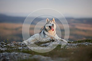 The magnificent gray Siberian Husky lies on a rock in the Crimean mountains against the backdrop of the forest and mountains. A do