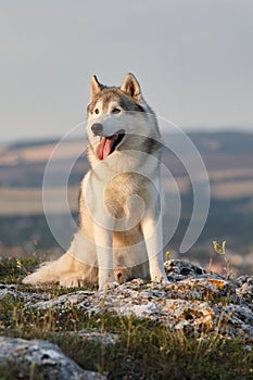 The magnificent gray Siberian husky sits on a rock in the Crimea