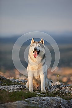 The magnificent gray Siberian husky sits on a rock in the Crimea