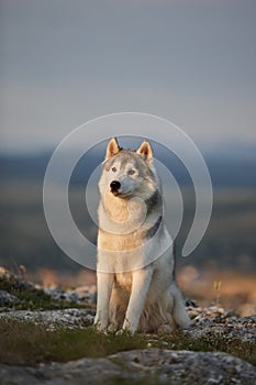 The magnificent gray Siberian husky sits on a rock in the Crimea