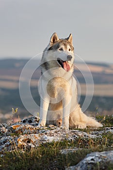 The magnificent gray Siberian husky sits on a rock in the Crimean mountains against the backdrop of the forest and mountains. A do