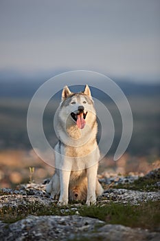 The magnificent gray Siberian husky sits on a rock in the Crimean mountains against the backdrop of the forest and mountains. A do