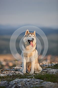 The magnificent gray Siberian husky sits on a rock in the Crimean mountains against the backdrop of the forest and mountains. A do