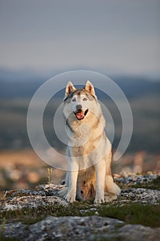 The magnificent gray Siberian husky sits on a rock in the Crimean mountains against the backdrop of the forest and mountains. A do