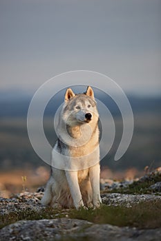 The magnificent gray Siberian husky sits on a rock in the Crimean mountains against the backdrop of the forest and mountains. A do