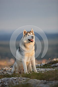 The magnificent gray Siberian husky sits on a rock in the Crimean mountains against the backdrop of the forest and mountains. A do